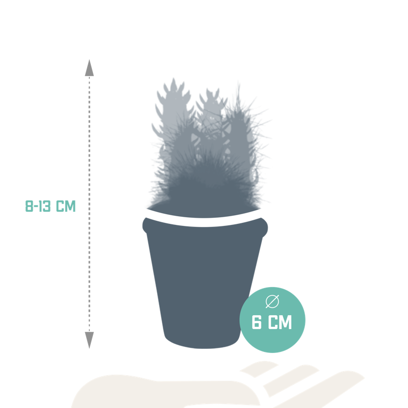 Cactus mix 5,5 cm in terracotta pot | 5 stuks - Afbeelding 2