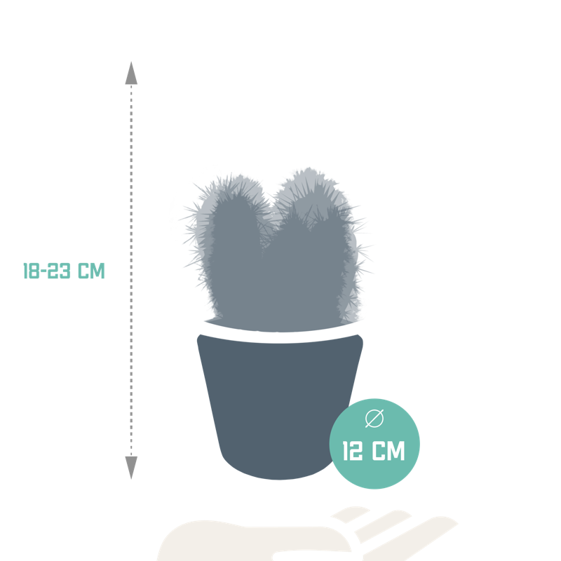 Cereus mix 10,5 cm in witte pot | 3 stuks - Afbeelding 2