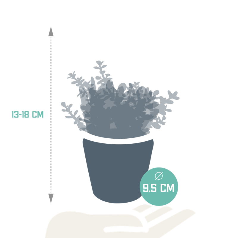 Crassula mix 8,5 cm in Mexicaanse pot | 3 stuks - Afbeelding 2