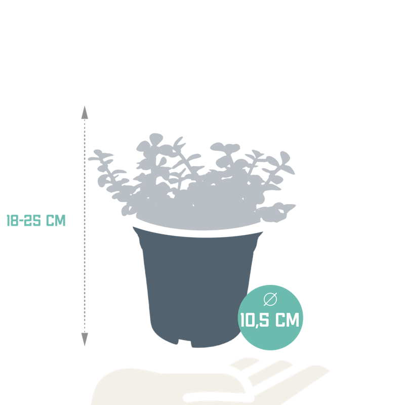 Portulacaria afra groen 10,5 cm - Afbeelding 2