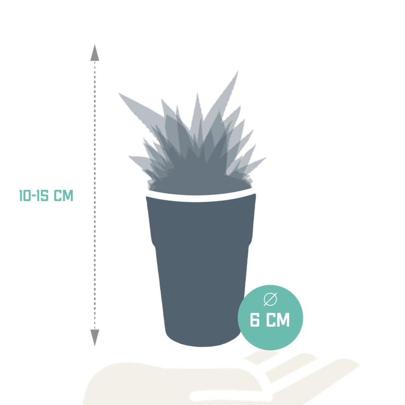 Gasteria/Haworthia mix 5,5 cm in gekleurde plasticpot | 5 stuks - Afbeelding 2