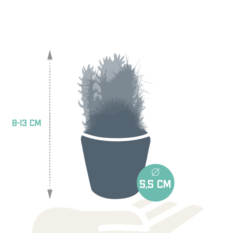 Cactus mix 5,5 cm in Mexicaanse pot | 5 stuks - Afbeelding 2