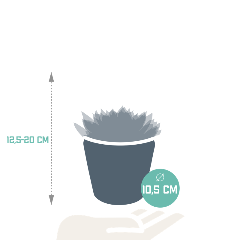 Echeveria mix 8,5 cm in Mexicaanse pot | 3 stuks - Afbeelding 2