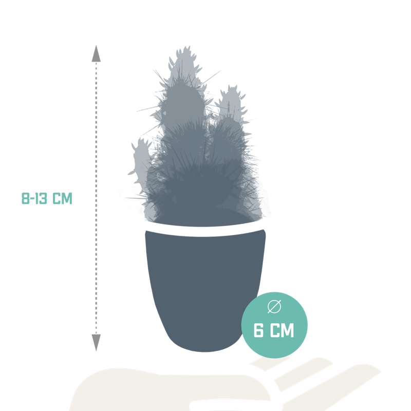 Cactus mix 5,5 cm in witte pot | 5 stuks - Afbeelding 2