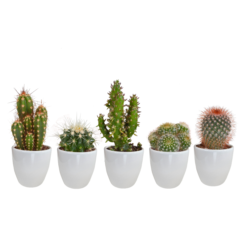 Cactus mix 5,5 cm in witte pot | 5 stuks
