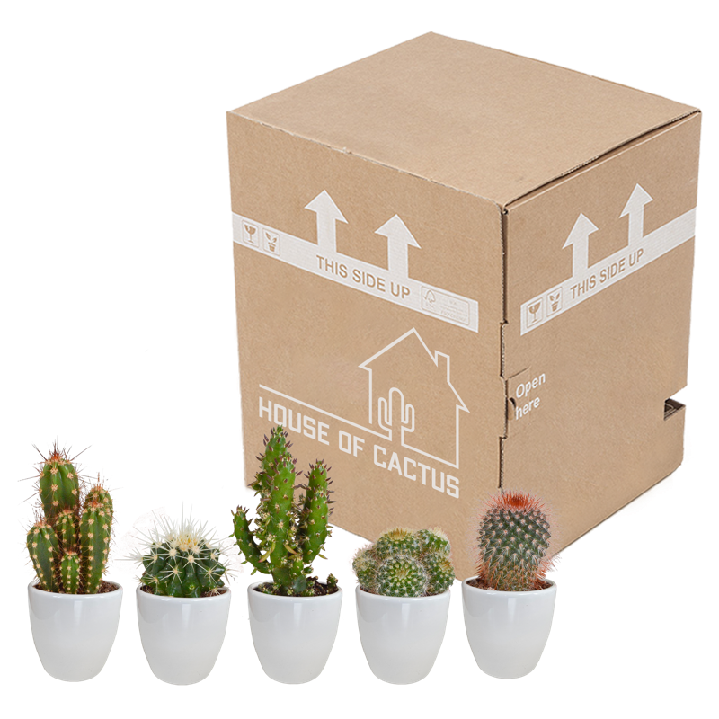 Cactus mix 5,5 cm in witte pot | 5 stuks - Afbeelding 3