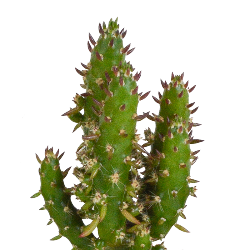 Cactus mix 5,5 cm in witte pot | 5 stuks - Afbeelding 4