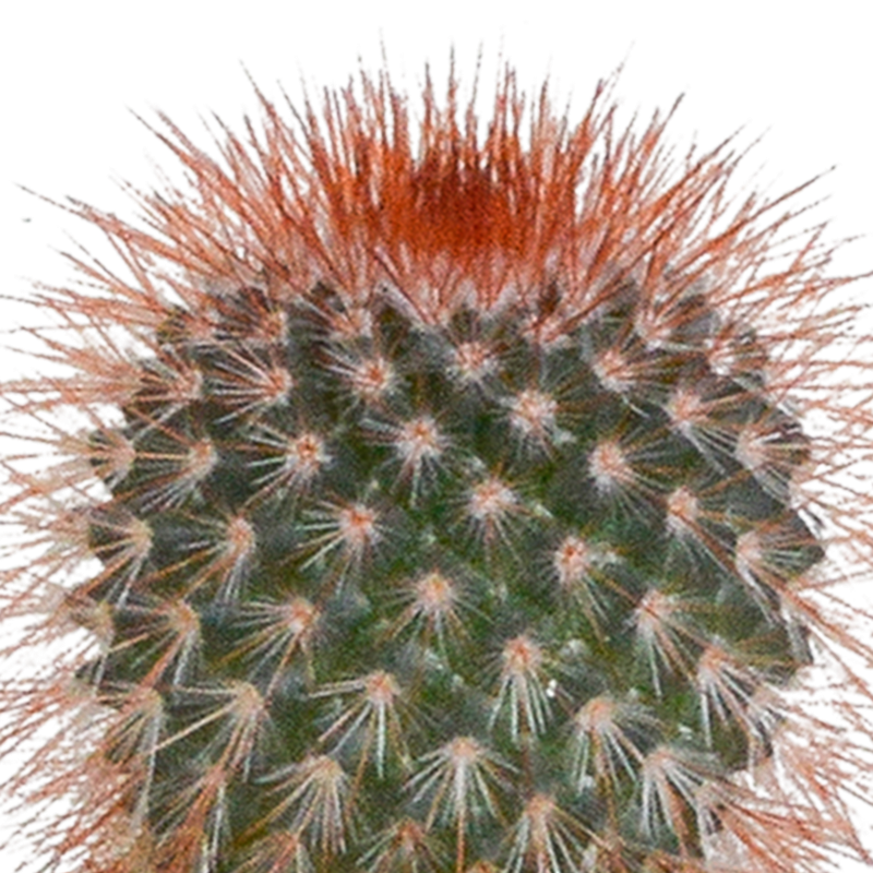 Cactus mix 5,5 cm in witte pot | 5 stuks - Afbeelding 5