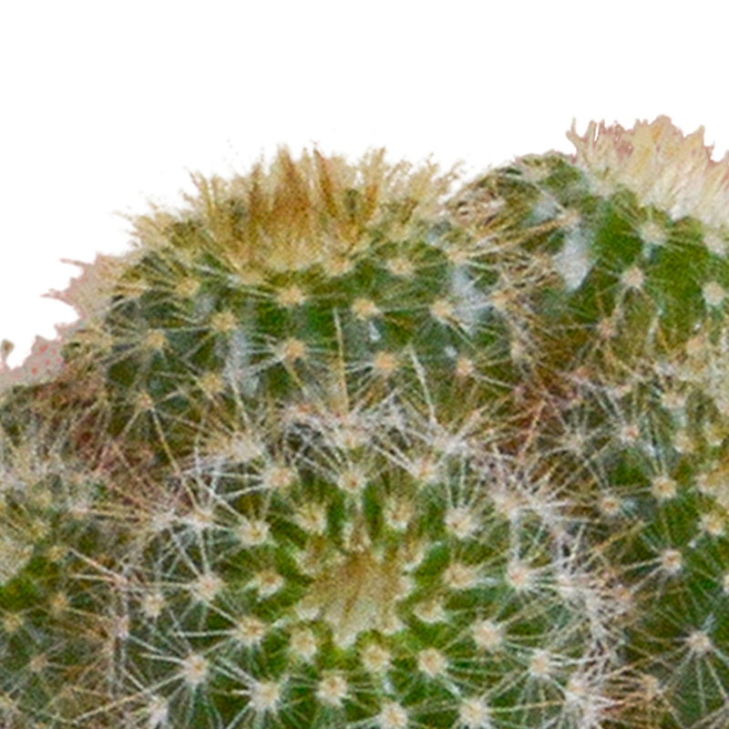 Cactus mix 5,5 cm in witte pot | 5 stuks - Afbeelding 6