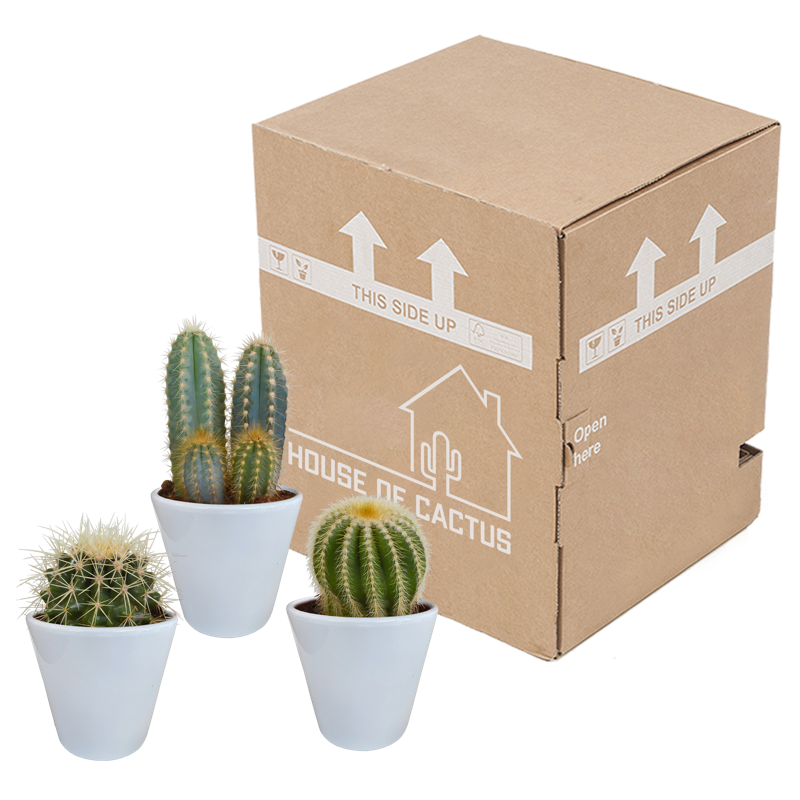 Cactus mix 8,5 cm in witte pot | 3 stuks - Afbeelding 3