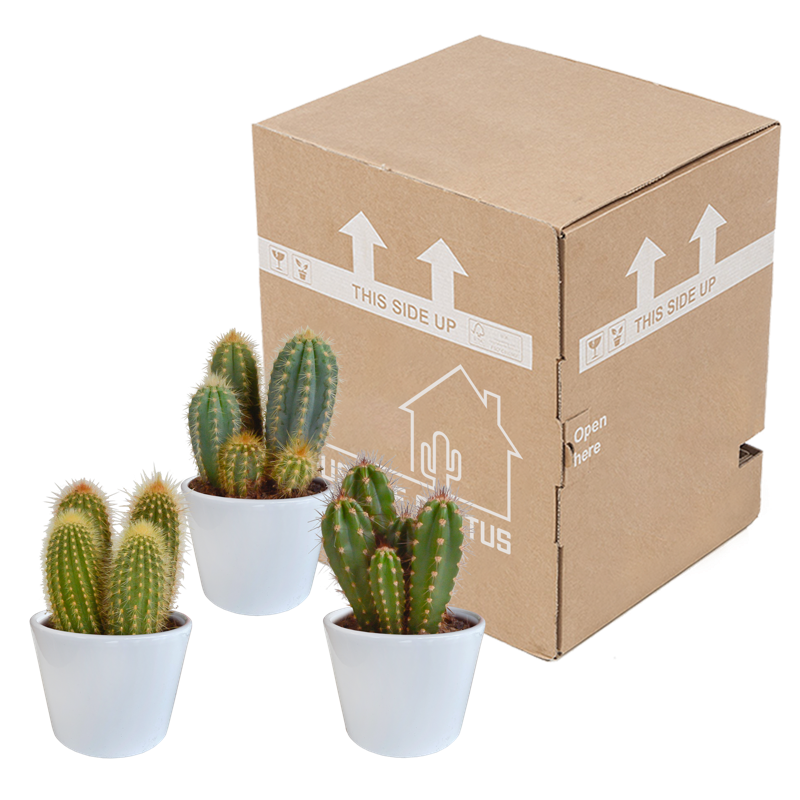 Cereus mix 10,5 cm in witte pot | 3 stuks - Afbeelding 3