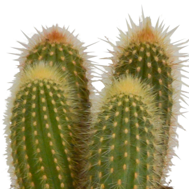 Cereus mix 10,5 cm in witte pot | 3 stuks - Afbeelding 4