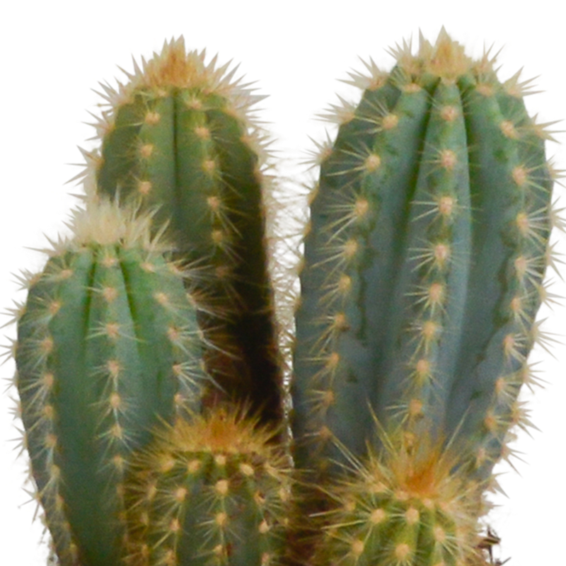 Cereus mix 10,5 cm in witte pot | 3 stuks - Afbeelding 5