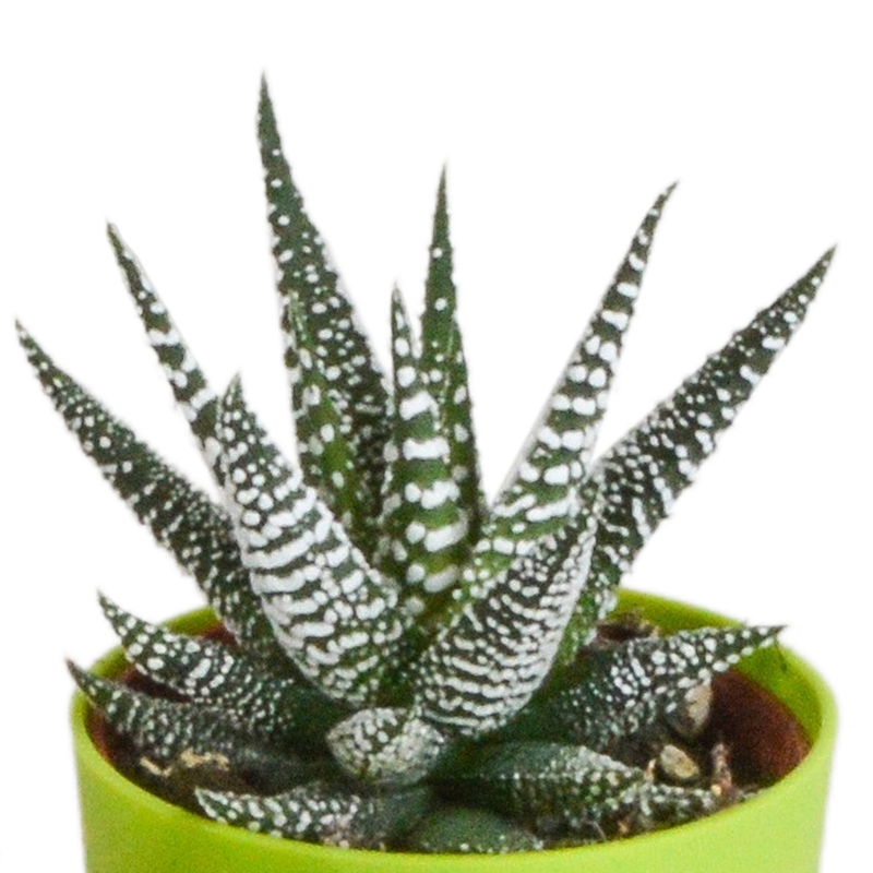 Gasteria/Haworthia mix 5,5 cm in gekleurde plasticpot | 5 stuks - Afbeelding 3