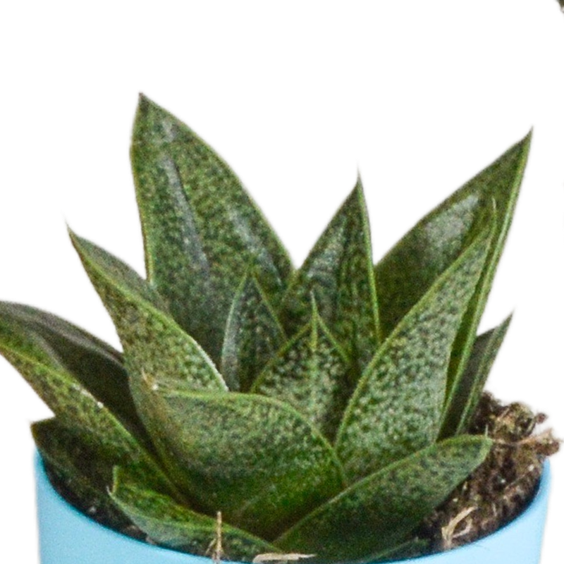 Gasteria/Haworthia mix 5,5 cm in gekleurde plasticpot | 5 stuks - Afbeelding 4