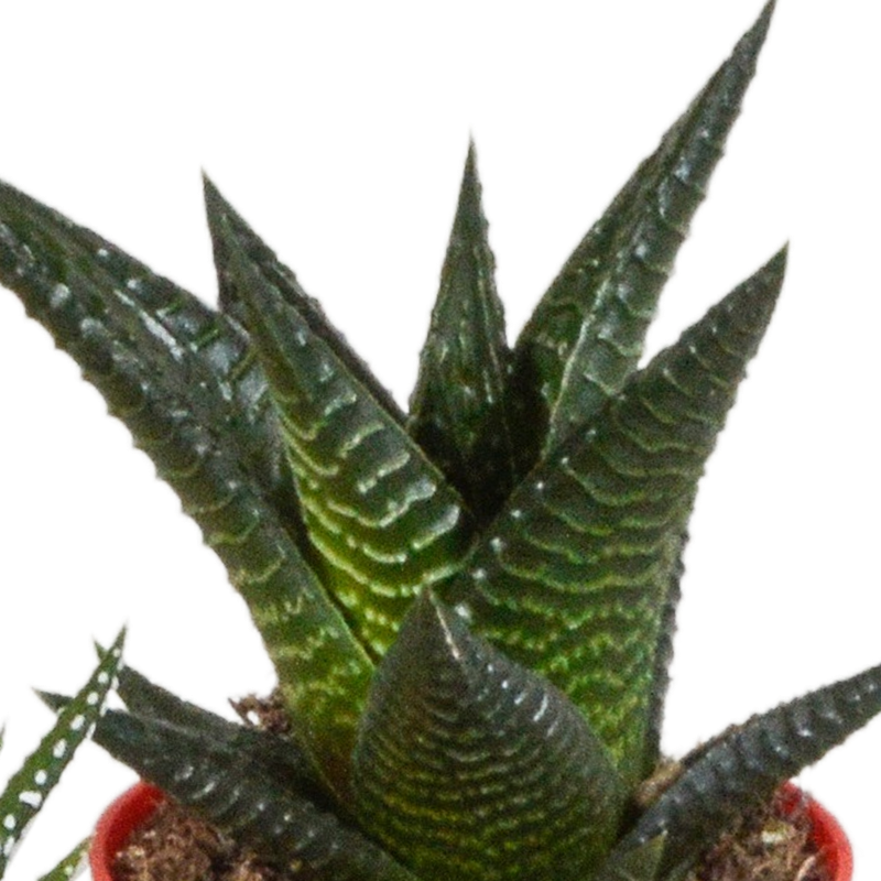 Gasteria/Haworthia mix 5,5 cm in gekleurde plasticpot | 5 stuks - Afbeelding 5
