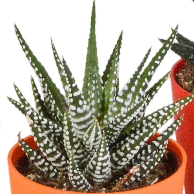 Gasteria/Haworthia mix 5,5 cm in gekleurde plasticpot | 5 stuks - Afbeelding 6