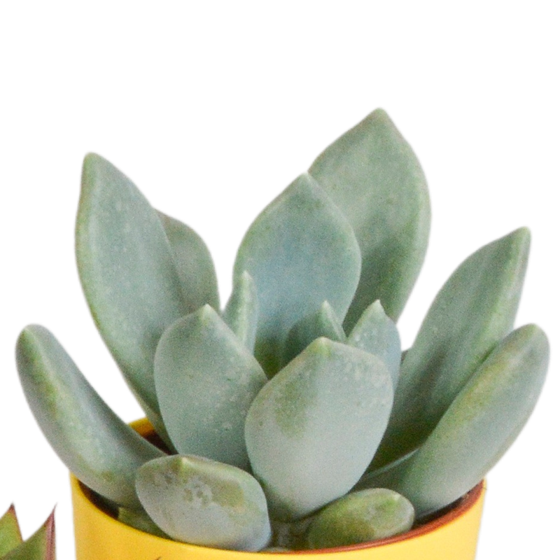 Vetplanten mix 5,5 cm in gekleurde plasticpot | 5 stuks - Afbeelding 3