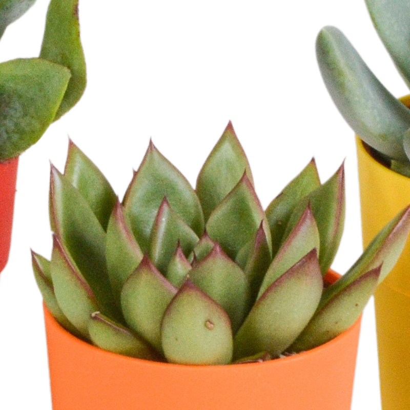 Vetplanten mix 5,5 cm in gekleurde plasticpot | 5 stuks - Afbeelding 4