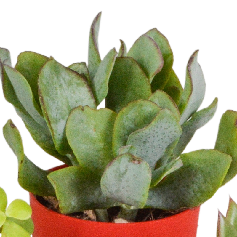 Vetplanten mix 5,5 cm in gekleurde plasticpot | 5 stuks - Afbeelding 5