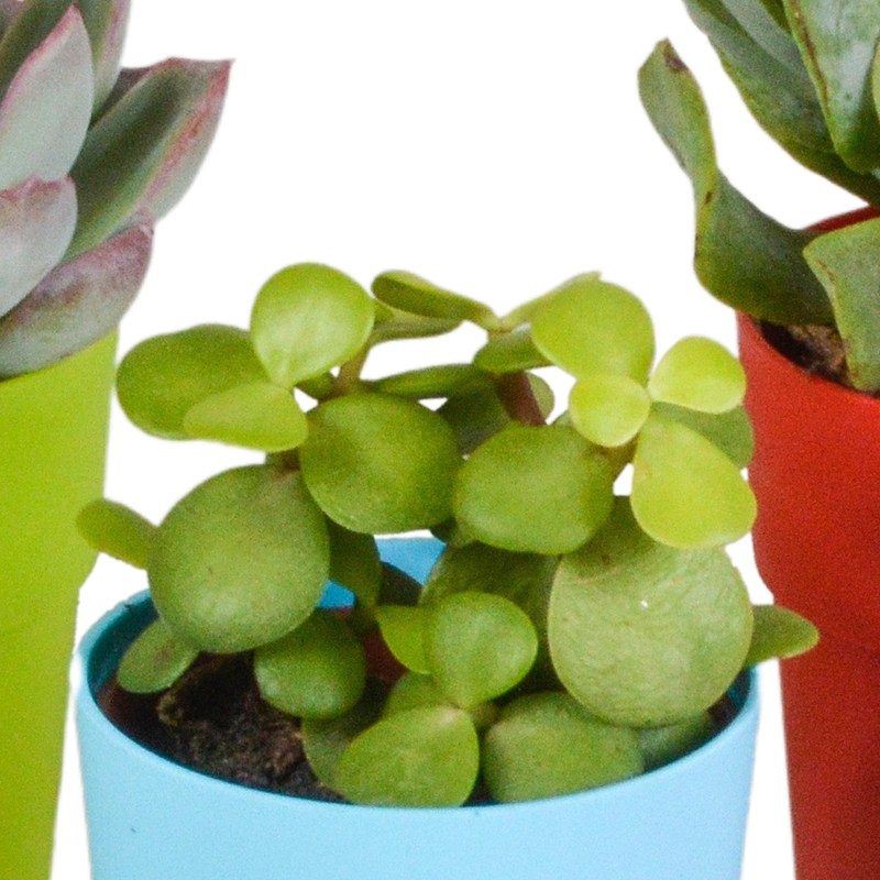 Vetplanten mix 5,5 cm in gekleurde plasticpot | 5 stuks - Afbeelding 6