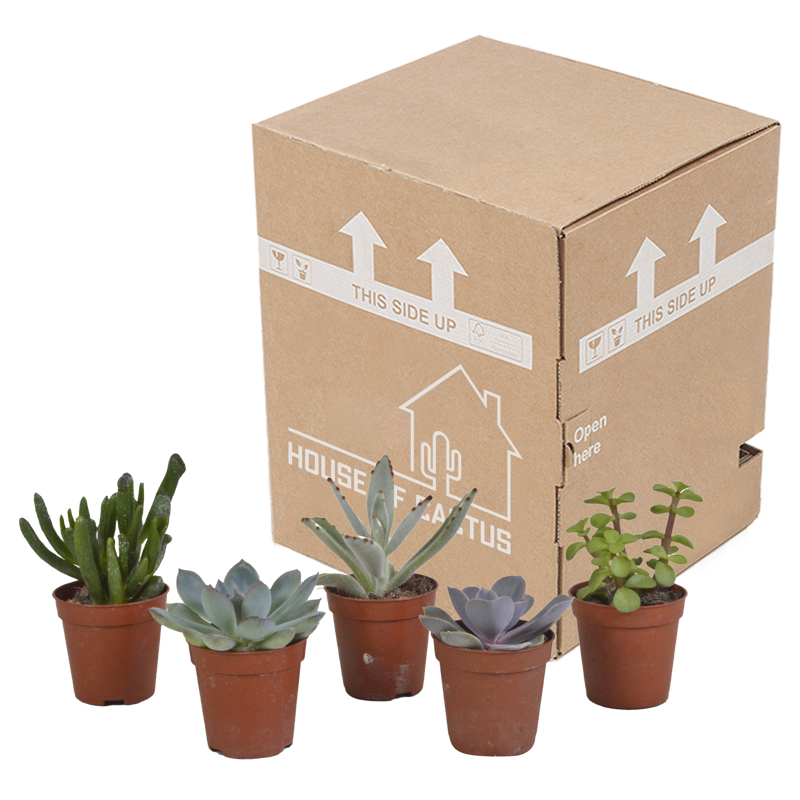 Vetplanten mix 5,5 cm | 5 stuks - Afbeelding 3