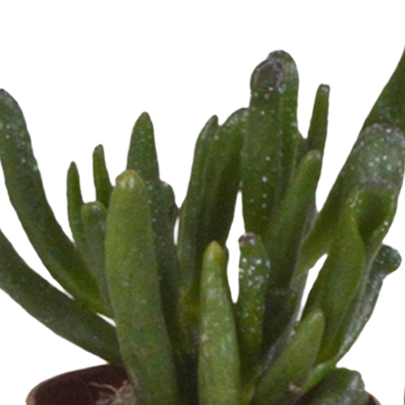 Vetplanten mix 5,5 cm | 5 stuks - Afbeelding 4