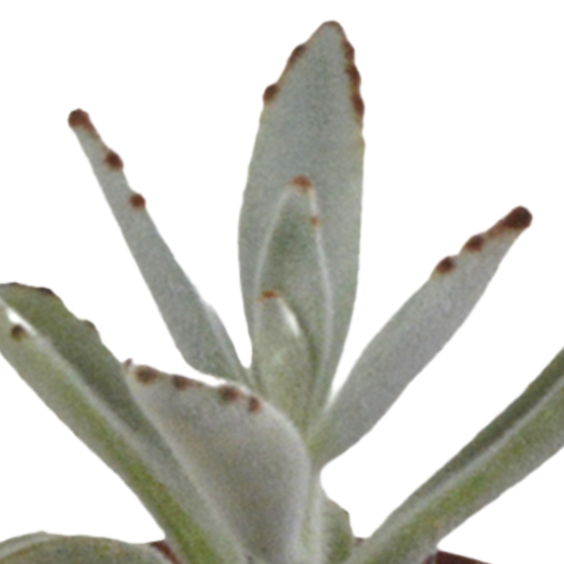 Vetplanten mix 5,5 cm | 5 stuks - Afbeelding 6