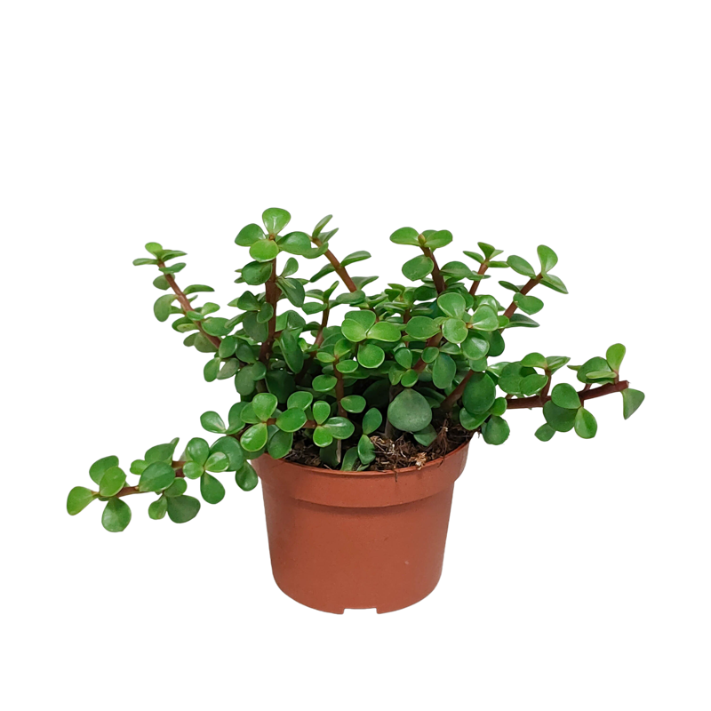 Portulacaria afra groen 10,5 cm