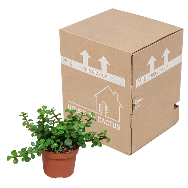 Portulacaria afra groen 10,5 cm - Afbeelding 3