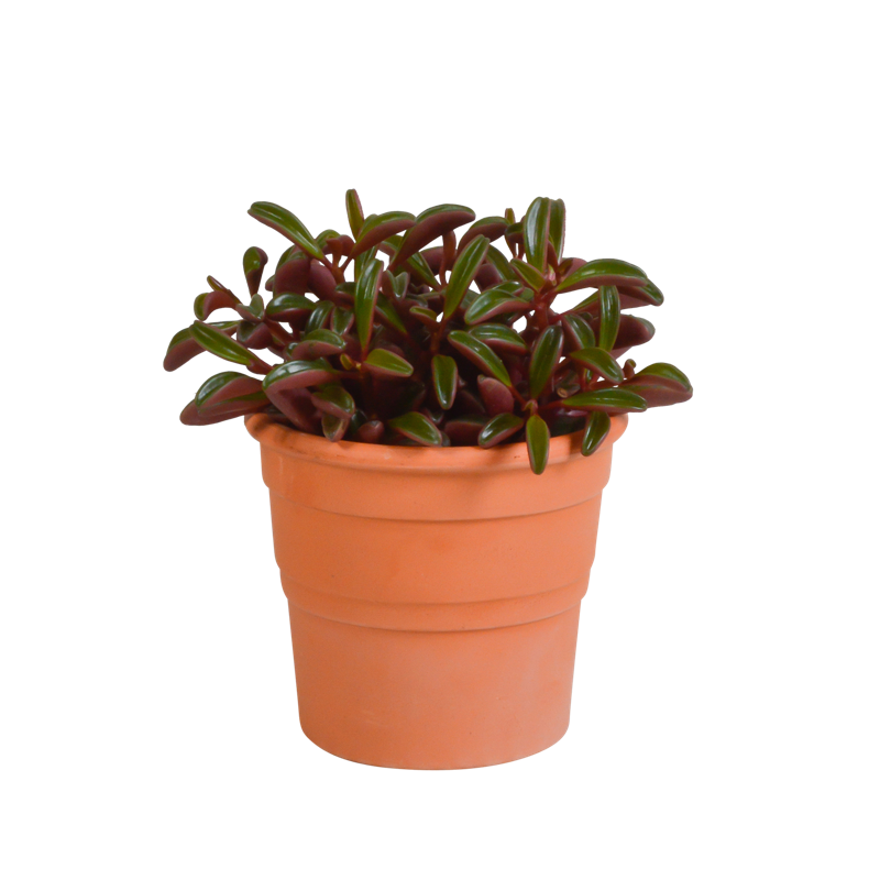 Peperomia graveolens 10,5 cm in terracotta pot