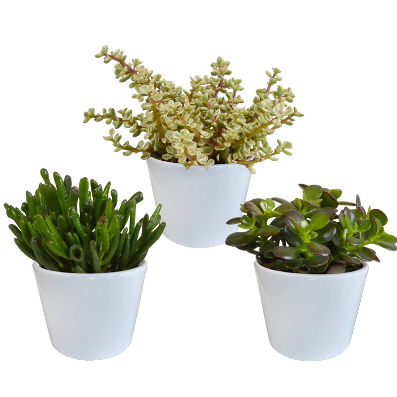 Crassula mix 10,5 cm in witte pot | 3 stuks
