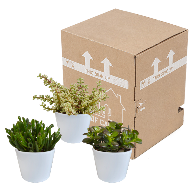Crassula mix 10,5 cm in witte pot | 3 stuks - Afbeelding 3