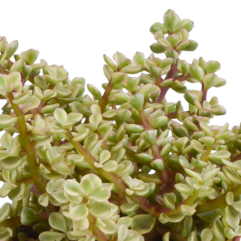 Crassula mix 10,5 cm in witte pot | 3 stuks - Afbeelding 5