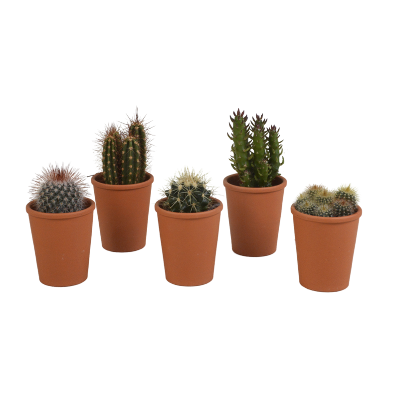 Cactus mix 5,5 cm in terracotta pot | 5 stuks