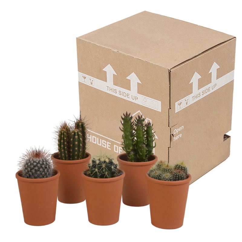 Cactus mix 5,5 cm in terracotta pot | 5 stuks - Afbeelding 3