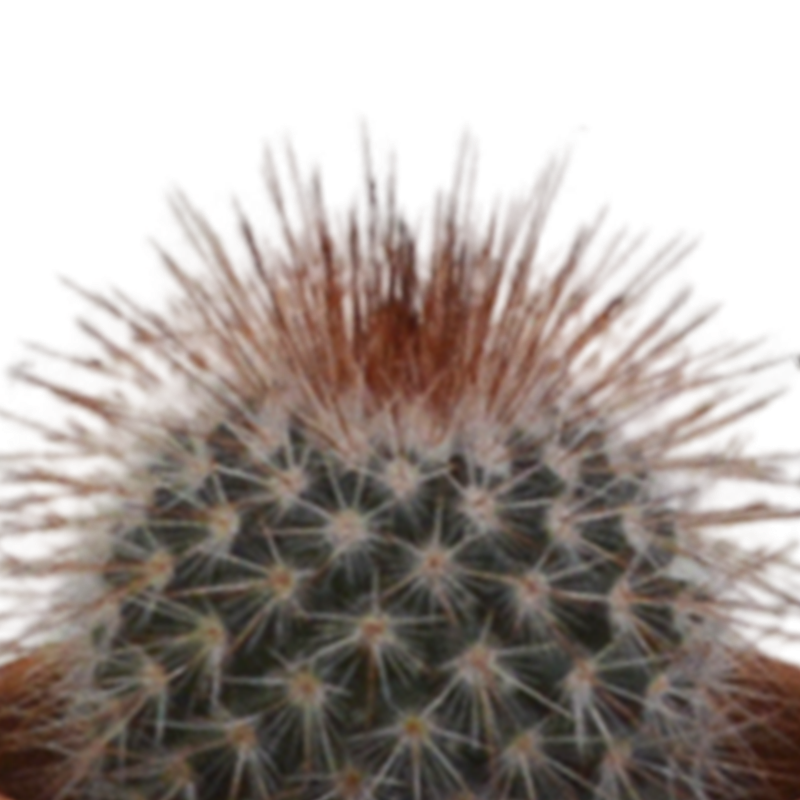 Cactus mix 5,5 cm in terracotta pot | 5 stuks - Afbeelding 4