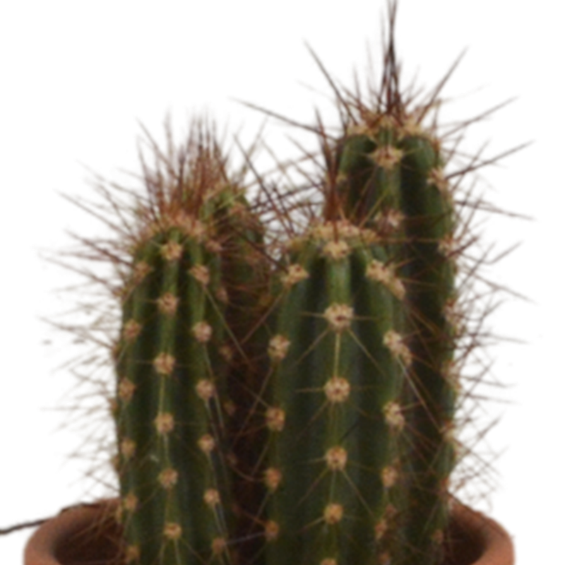 Cactus mix 5,5 cm in terracotta pot | 5 stuks - Afbeelding 5