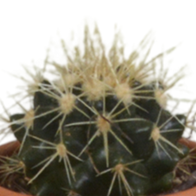 Cactus mix 5,5 cm in terracotta pot | 5 stuks - Afbeelding 6