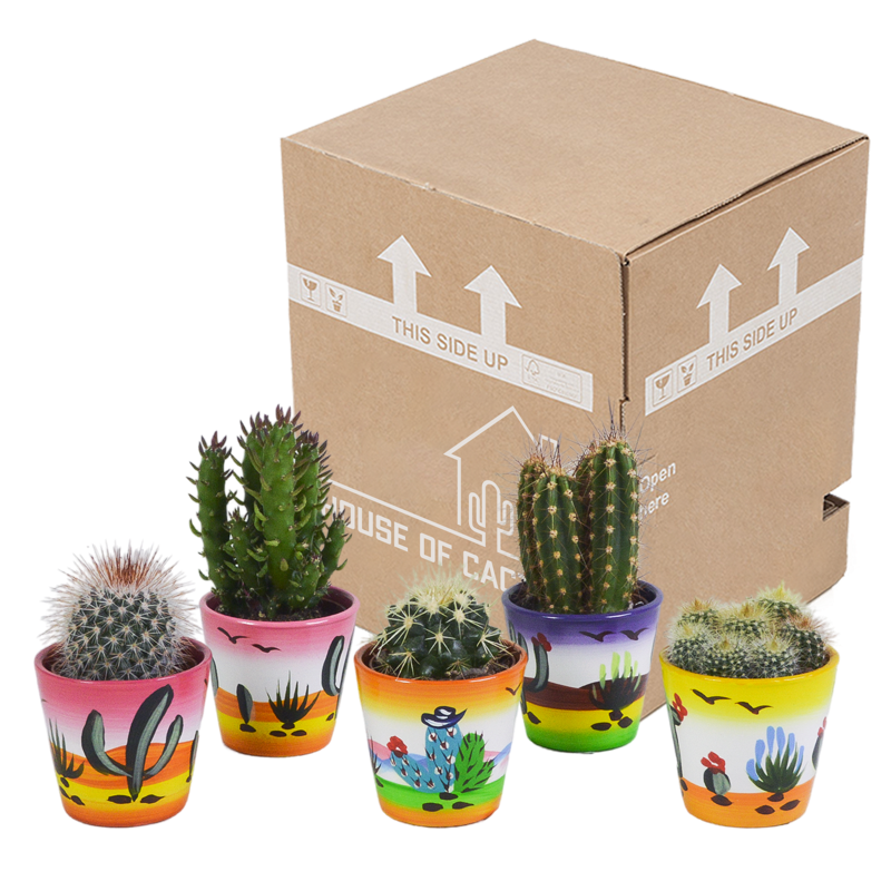 Cactus mix 5,5 cm in Mexicaanse pot | 5 stuks - Afbeelding 3