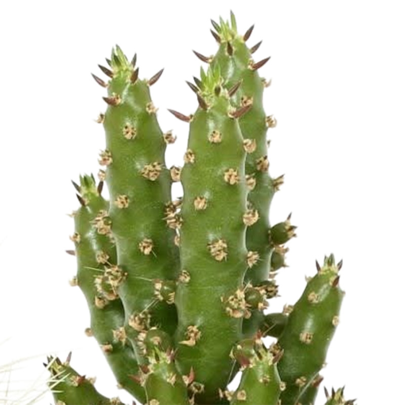 Cactus mix 5,5 cm in Mexicaanse pot | 5 stuks - Afbeelding 5