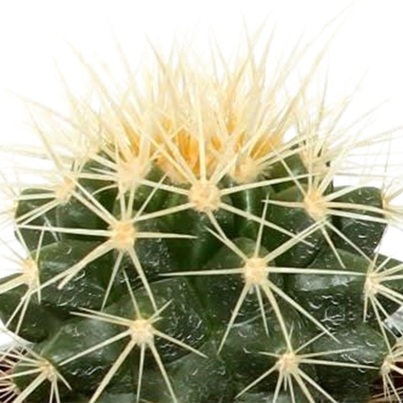 Cactus mix 5,5 cm in Mexicaanse pot | 5 stuks - Afbeelding 6