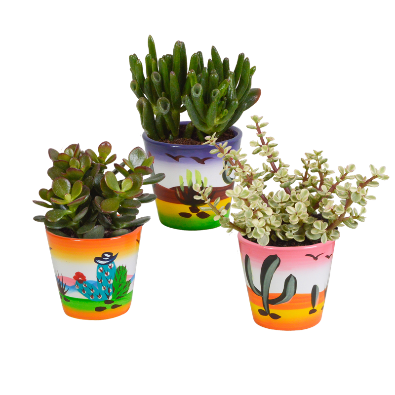 Crassula mix 8,5 cm in Mexicaanse pot | 3 stuks