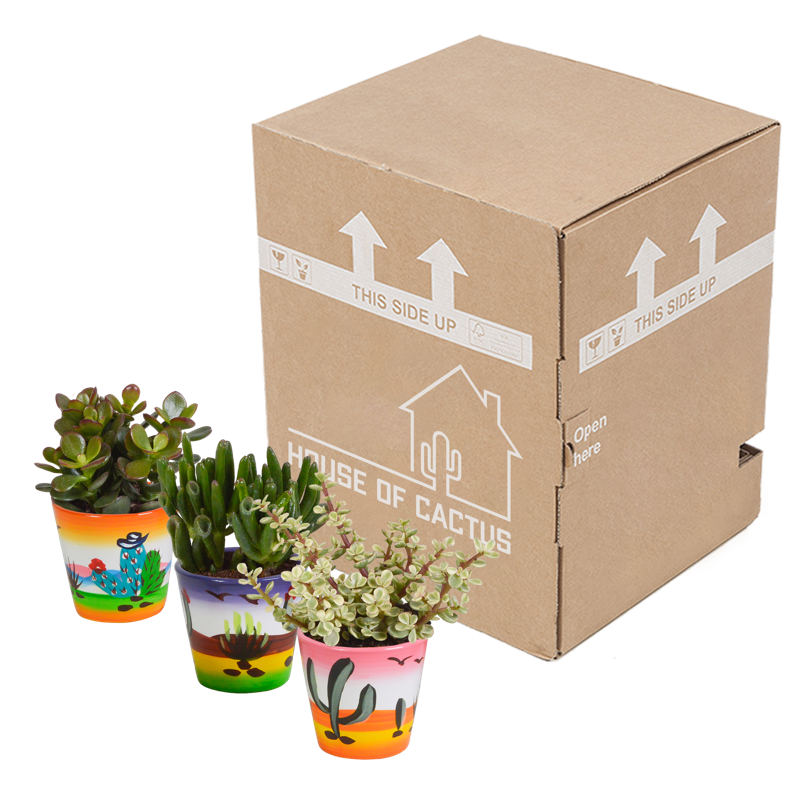 Crassula mix 8,5 cm in Mexicaanse pot | 3 stuks - Afbeelding 3