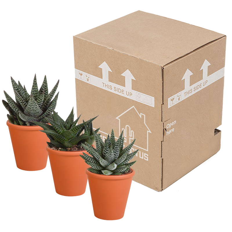 Gasteria/Haworthia mix 8,5 cm in terracotta pot | 3 stuks - Afbeelding 3