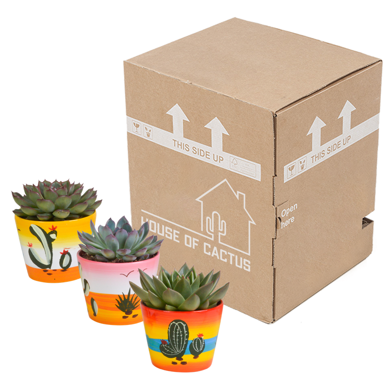 Echeveria mix 8,5 cm in Mexicaanse pot | 3 stuks - Afbeelding 3