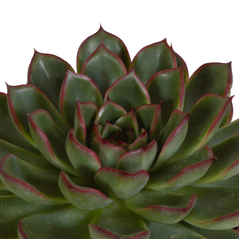 Echeveria mix 8,5 cm in Mexicaanse pot | 3 stuks - Afbeelding 4