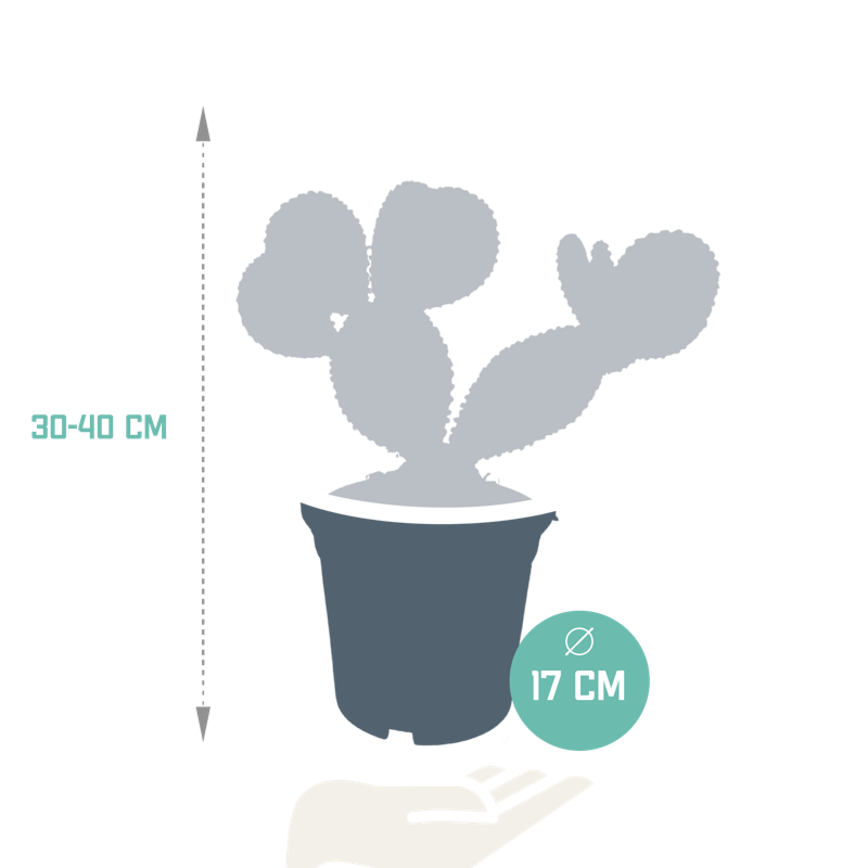 AINDEXa_2