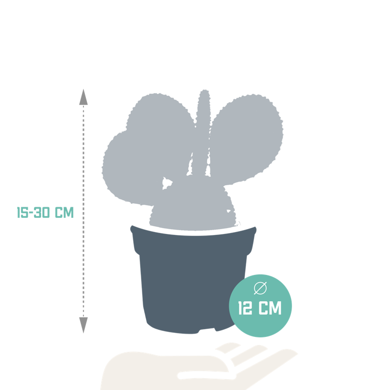 AINDEXa_2