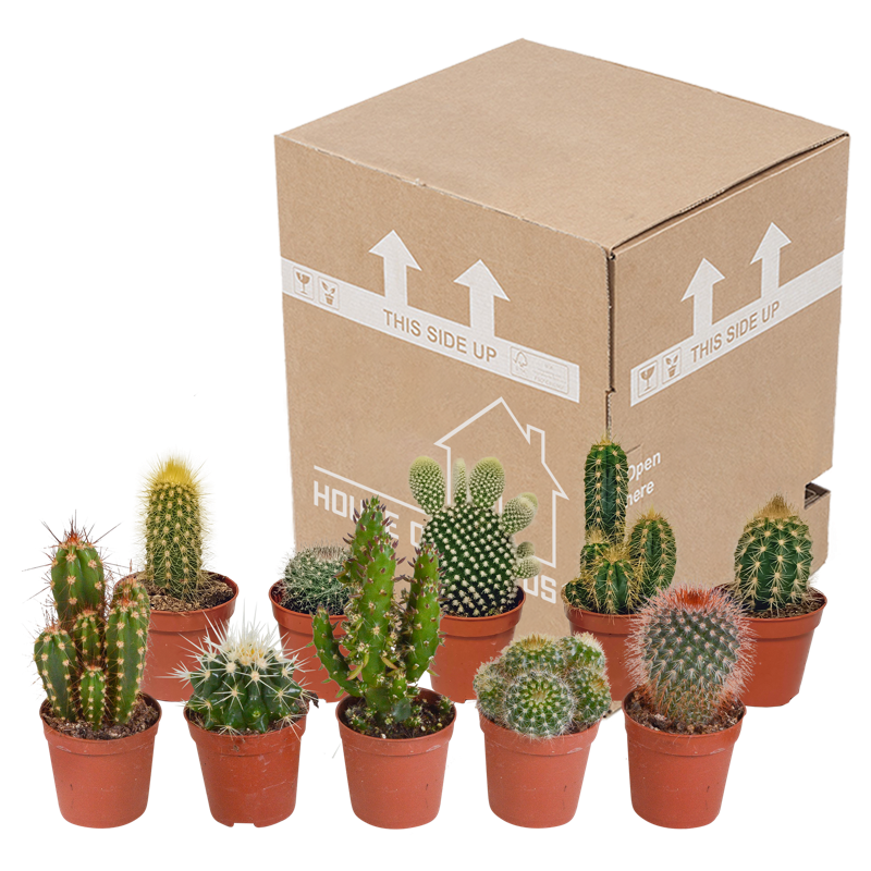 Cactus mix 5,5 cm | 10 stuks - Afbeelding 3